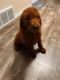 Standard Poodle Puppies for sale in City of Industry, CA 91746, USA. price: $1,000