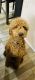 Standard Poodle Puppies for sale in Murrieta, CA 92563, USA. price: $2,000