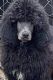 Standard Poodle Puppies for sale in Salisbury, NC, USA. price: $500