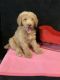 Standard Poodle Puppies for sale in San Antonio, TX, USA. price: $600