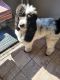 Standard Poodle Puppies for sale in Miami, FL, USA. price: NA
