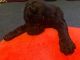 Standard Poodle Puppies for sale in Wilkesboro, NC 28697, USA. price: NA