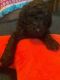 Standard Poodle Puppies for sale in Wilkesboro, NC 28697, USA. price: $1,800