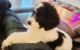 Standard Poodle Puppies for sale in Travelers Rest, SC, USA. price: NA