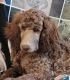 Standard Poodle Puppies for sale in Rapid City, SD, USA. price: $600