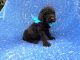 Standard Poodle Puppies for sale in Hacienda Heights, CA, USA. price: $999