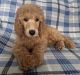Standard Poodle Puppies for sale in Monroeville, PA 15146, USA. price: NA