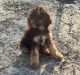 Standard Poodle Puppies for sale in Swansea, SC, USA. price: $450
