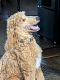 Standard Poodle Puppies for sale in WV-27, Wellsburg, WV 26070, USA. price: $750