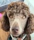 Standard Poodle Puppies for sale in Haymarket, VA 20169, USA. price: NA