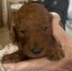 Standard Poodle Puppies for sale in Shepherdsville, KY 40165, USA. price: $1,500