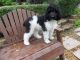 Standard Poodle Puppies for sale in Hacienda Heights, CA, USA. price: $799