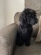 Standard Poodle Puppies for sale in W Baltimore St, Baltimore, MD 21223, USA. price: NA