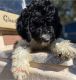 Standard Poodle Puppies for sale in Spring Hill, FL, USA. price: $800