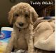 Standard Poodle Puppies for sale in Newbury Park, Thousand Oaks, CA 91320, USA. price: $1,000