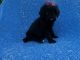 Standard Poodle Puppies for sale in Hacienda Heights, CA, USA. price: $799