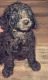 Standard Poodle Puppies for sale in Jamestown, TN 38556, USA. price: NA
