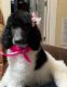 Standard Poodle Puppies for sale in Kansas City, MO, USA. price: $750