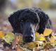 Standard Poodle Puppies for sale in Santa Fe, NM, USA. price: $2,500