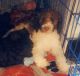 Standard Poodle Puppies for sale in 104 Leroy Blume Rd, Blythewood, SC 29016, USA. price: NA