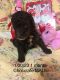 Standard Poodle Puppies for sale in Arab, AL 35016, USA. price: NA