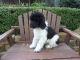 Standard Poodle Puppies for sale in Hacienda Heights, CA, USA. price: NA