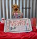 Standard Poodle Puppies for sale in Downey, CA, USA. price: NA