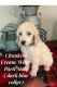 Standard Poodle Puppies for sale in Georgetown, TX, USA. price: NA