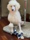Standard Poodle Puppies for sale in Johnston, RI 02919, USA. price: $2,500