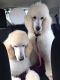 Standard Poodle Puppies for sale in Nashville, TN, USA. price: $975