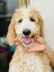 Standard Poodle Puppies for sale in Manila, Metro Manila, Philippines. price: 149000 PHP