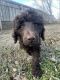 Standard Poodle Puppies for sale in Las Vegas, NV, USA. price: $1,500