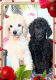 Standard Poodle Puppies for sale in Grand Island, NE, USA. price: $500