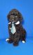 Standard Poodle Puppies for sale in Belleview, FL, USA. price: $950