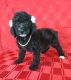 Standard Poodle Puppies for sale in Belleview, FL, USA. price: $950