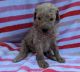 Standard Poodle Puppies for sale in Dunnellon, FL, USA. price: $1,250