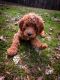 Standard Poodle Puppies for sale in TN-58, Georgetown, TN, USA. price: $500
