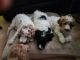 Standard Poodle Puppies for sale in Grand Rapids, MI, USA. price: NA