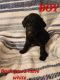 Standard Poodle Puppies for sale in Cincinnati, OH, USA. price: $750