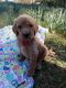 Standard Poodle Puppies for sale in Summerfield, LA, USA. price: $500