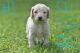 Standard Poodle Puppies for sale in Morgan City, LA 70380, USA. price: $750