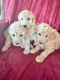 Standard Poodle Puppies for sale in Emmett, ID 83617, USA. price: $500