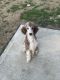Standard Poodle Puppies for sale in Atlanta, GA, USA. price: $2,000