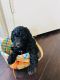 Standard Poodle Puppies for sale in Dover, TN 37058, USA. price: $1,300