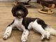 Standard Poodle Puppies for sale in Coventry, RI, USA. price: NA