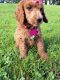 Standard Poodle Puppies for sale in Lansing, MI, USA. price: $536