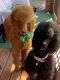 Standard Poodle Puppies for sale in Kansas City, MO, USA. price: $600
