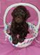 Standard Poodle Puppies for sale in Jackson, MI, USA. price: NA