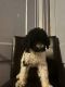Standard Poodle Puppies for sale in 3730 Eagle St, Houston, TX 77004, USA. price: NA