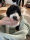 Standard Poodle Puppies for sale in Casper, WY, USA. price: $900